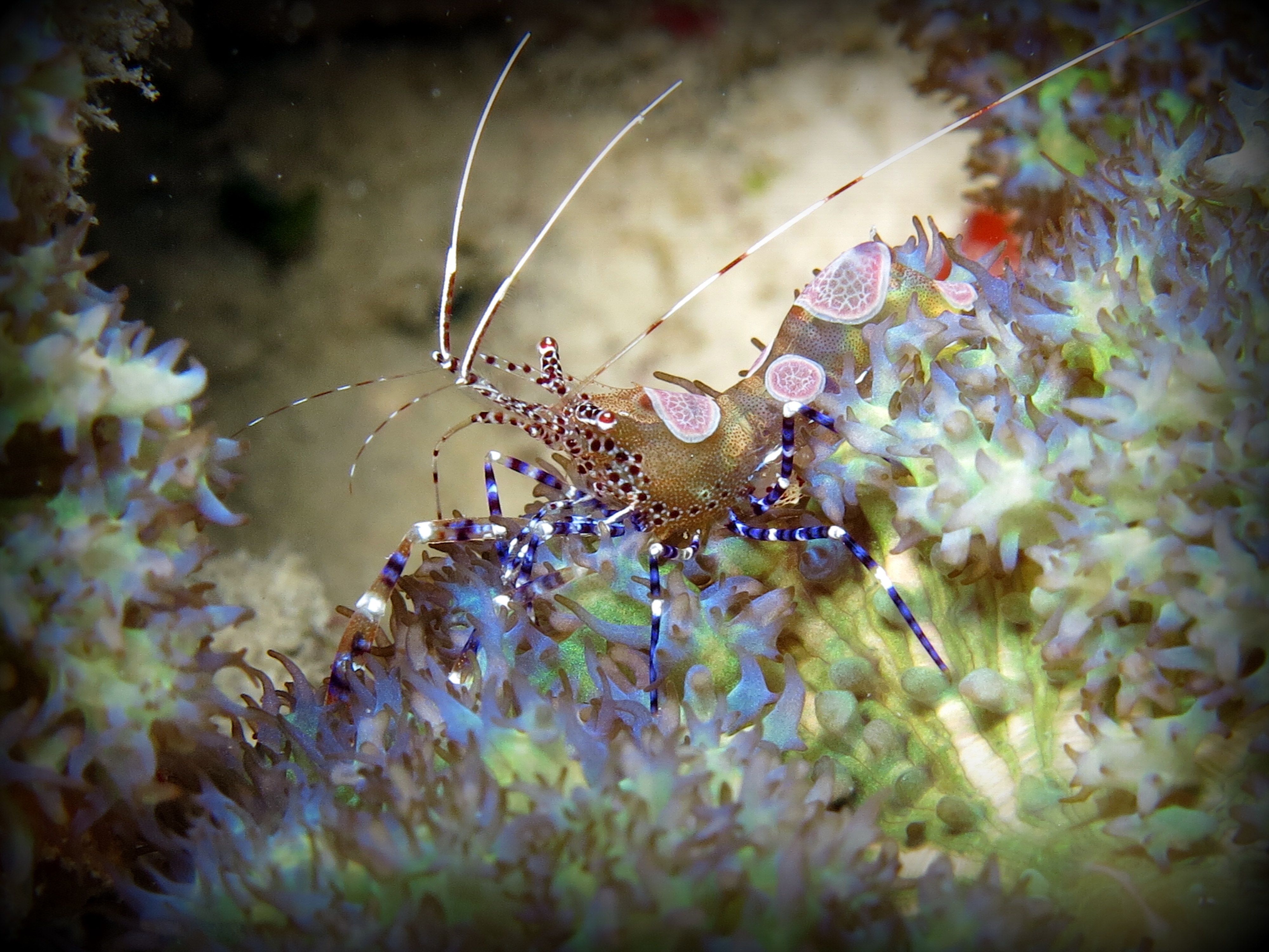 Crevettes